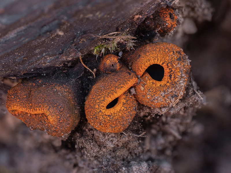 Plectania melastoma